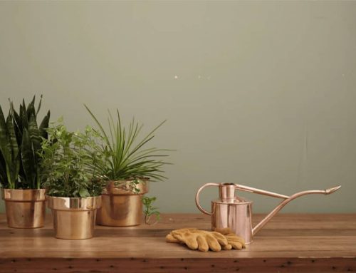 5 Tips to Properly Water Your Plant