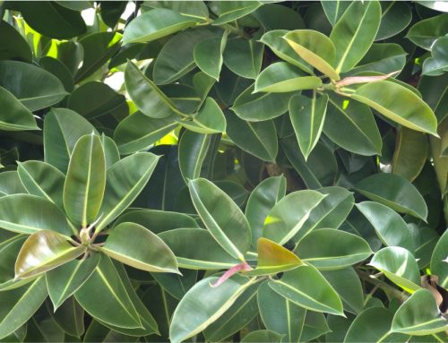 Madagascar Dragon Tree Care
